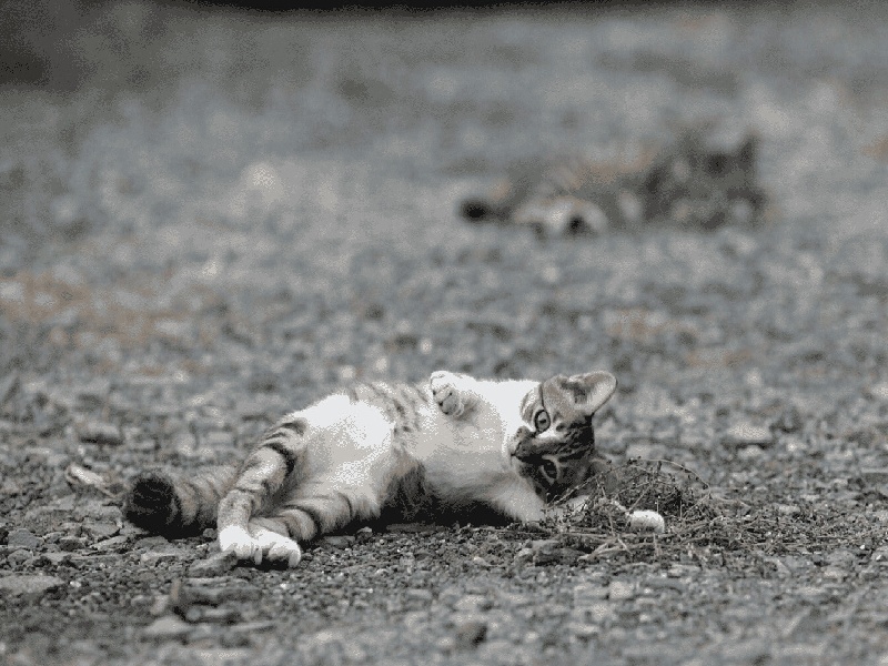 试管手术费用多少钱试管几点尿最准做试管胚胎着床